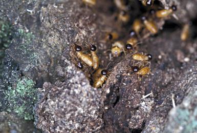 10 Fascinating Facts about Termites